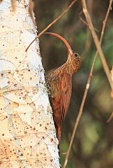 Red-billed Scythebill